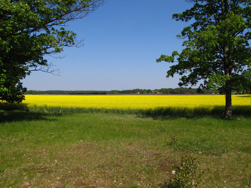 Yellow Fields