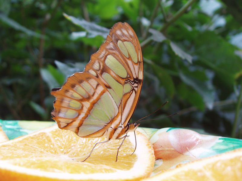 2-6 May 2012 -2/2- Butterfly Farm