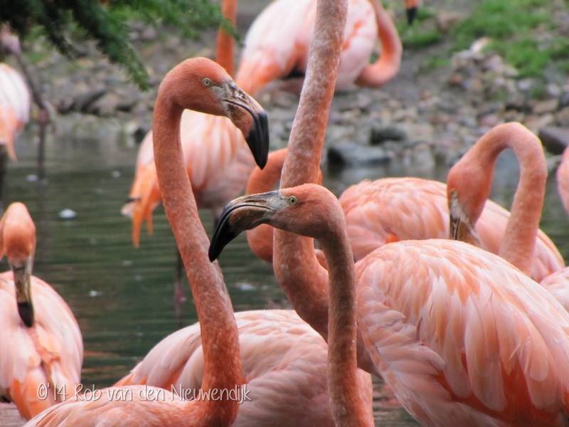 Welt Vogel Park 1