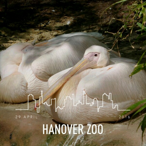 Zoo Hanover 1