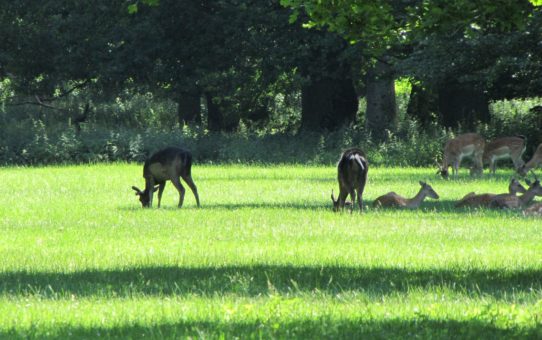 Hannover Zoo & Tiergarten