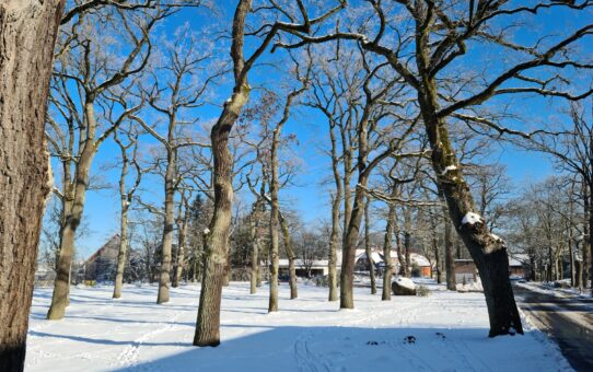 Snow in Winsen